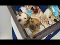 Wiregrass animal shelter at overcapacity turns to the community for help