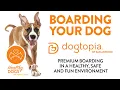 Boarding At Dogtopia San Antonio