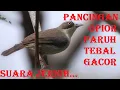 Download Lagu Pancingan opior paruh tebal gacor