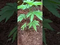 Outdoor grow Sunset Sherbet X Freakshow X Dosidos