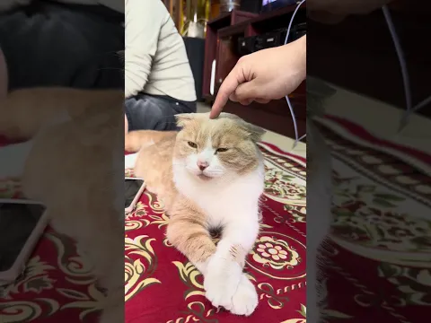 Cat chill