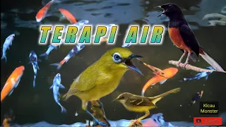 terapi air untuk burung