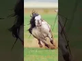 Download Lagu 😄 horse riding full speed 🐎🐼 #shorts #youtubeshorts #horse #riding #speed