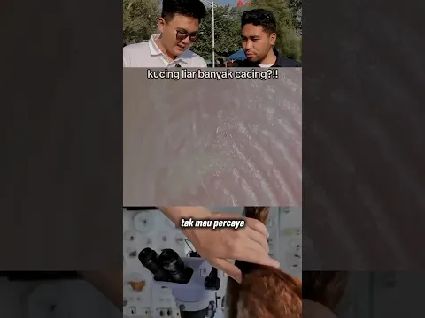 Pembuktian Fakta atau Hoax: Kucing Liar Banyak Cacingnya? 🧐