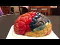 Brain Anatomy