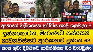 මැරුණට පස්සෙවත් කාවන්තිස්සට ආරක්ෂාව දුන්නේ නෑ - ඇතාගේ වලිගයෙන් කට්ටිය කෙදි ගලවලා ?