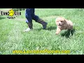 Friendly Cavapoo Puppy
