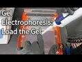 Gel Electrophoresis Load the Gel