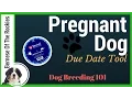 When is your pregnant dog due Our Favorite Tool Dog Breeding 101