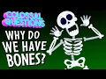 Why Do We Have Bones COLOSSAL QUESTIONS