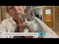 SHE WILL BE LOVED Abandoned kitten to become therapy pet at Muskegon County school