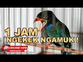 Download Lagu 🔴 TENGKEK BUTO JANTAN GACOR NGAMUK NGEKEK 1JAM MASTERAN MEWAH