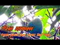Download Lagu Suara Pikat Burung Walik Kembang Mp3  Paling Ampuh