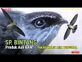 Download Lagu Suara Walet Asli Original BAN, Pakar Walet Asia Tenggara, Pak Arief Budiman
