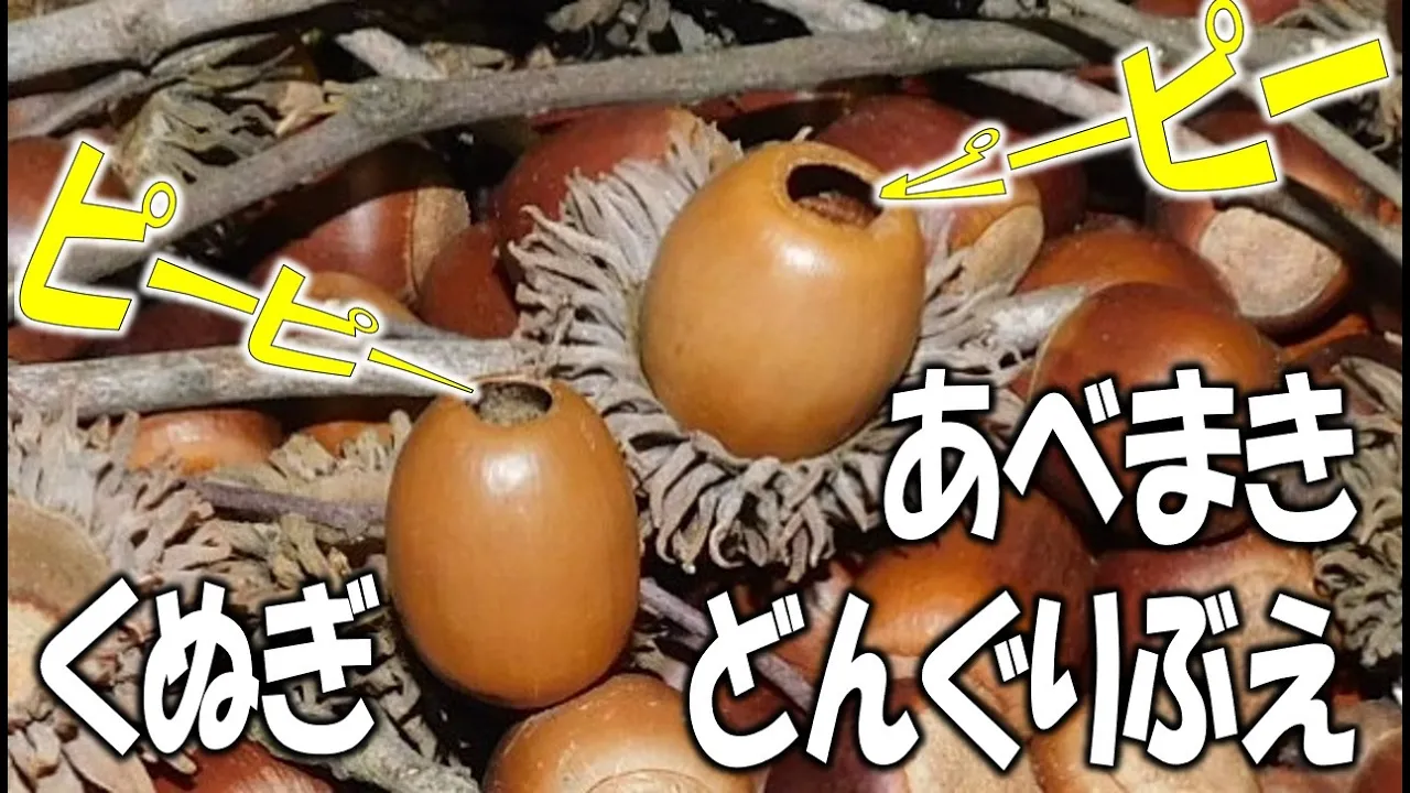 도토리로 장난감을 만들어 보자! 쉽고 재미있는 수제 장난감