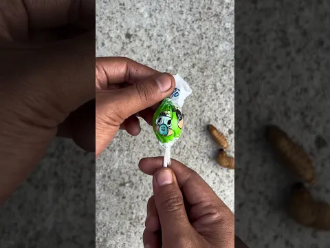 Sharing milk1t4 with sagoo caterpillar #shorts