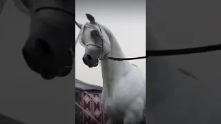 الفحل العالمي حسان الشرف 