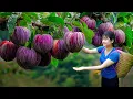 Download Lagu Ly Trieu Ca: Harvesting Sweet Star Apple \u0026 Making Traditional Melon Meringue | Secret Village Recipe