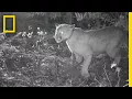 Listen Cougars Are Terrified of Human Chatter National Geographic