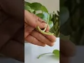 Download Lagu how to propagate money plant?