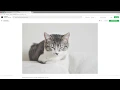 Jquery and Cats