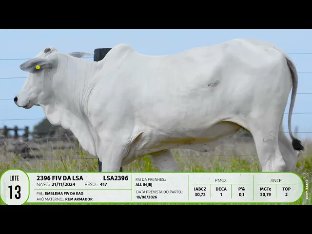 Novilha Nelore LSA - 2396