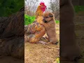 Download Lagu Friendship / puppy and chicken . A beautiful moment #191 - #shorts