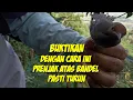 Download Lagu Cara mikat prenjak Atas / kepala merah yang sangat sulit dan gak mau turun