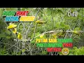 Download Lagu Audio pikat kecial kuning di alam liar||Anti zo000nk!!!