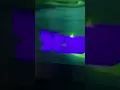 Disney XD Logo Screen Bug
