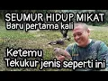 Download Lagu Jarak 5 meterpun kita menonton Tekukur ini tidak ada takutnya sama orang //pikat siGUDDAR the best 👍
