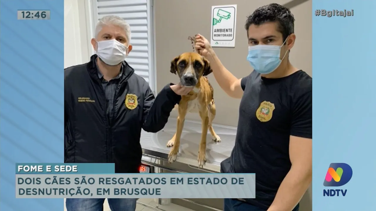 Dois cães são resgatados em estado de desnutrição em Brusque