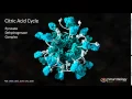 Pyruvate Dehydrogenase Complex