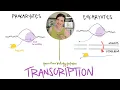 Prokaryotes vs Eukaryotes Transcription Differences