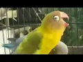 Download Lagu Perawatan Lovebird Mangap // Tips Trick Langkah Langkah