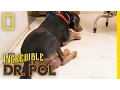 Video di Great Balls of Fire | The Incredible Dr. Pol