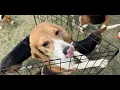 Lauree Simmons of Big Dog Ranch Rescue shares Ridglan Farms beagle update