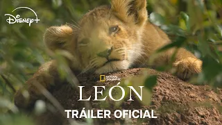 León | Tráiler Oficial | Disney+