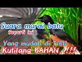 Download Lagu Masteran MEWAH Kutilang Bahan_Kutilang Paud‼️Agar Kutilang Gacor FULL Isian Murai @kutilanggacordor