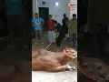 Download Lagu Grounding Qurbani Cow 2022| Eid Ul Azha | Exclusive Goru Qurbani video |Qurbani Eid in Dhaka 2022
