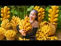Download Lagu Harvest Giant Wild Ginger Roots on the Mountain to Sell at the Market, How to Cook Ginger Porridge