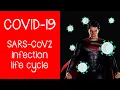 Download Lagu COVID-19: The Coronavirus, SARS-CoV-2; virus anatomy, life cycle, replication