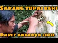 Lagu SARANG TUPAI TERBANG DI LUBANG POHON YANG KERING || #aryachannel
