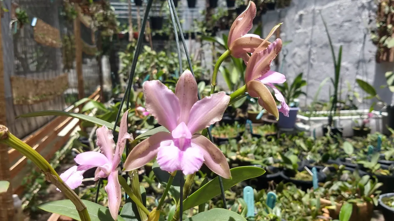 O CANAL VAI MUDAR ORQUÍDEA CATTLEYA BICOLOR