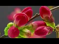 Download Lagu Ya Tayba Beautiful Nasheed with English subtitles 2