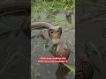 Induk Ular Kobra Nekat !!! Siapa Mendekat Pasti Di Sikat !!!
