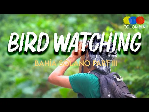Bird Watching in Bahía Solano Chocó – Bird Watching Colombia