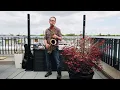 Download Lagu Rock With You (Michael Jackson) - Live Sax Cover by Jan Sichting
