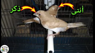 كيفية التفريق بين ذكر وأنتى البنغالي فينش الطريقة الصحيحة 