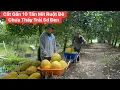 Download Lagu Quá hên Cắt Mít Ruột Đỏ vườn nhà gần 10 tấn mít chưa thấy 1 trái sơ đen 